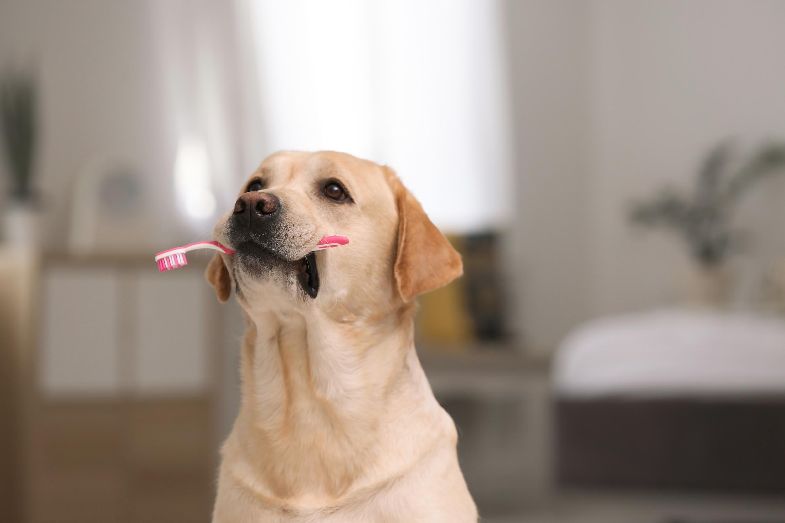 Dog Dental