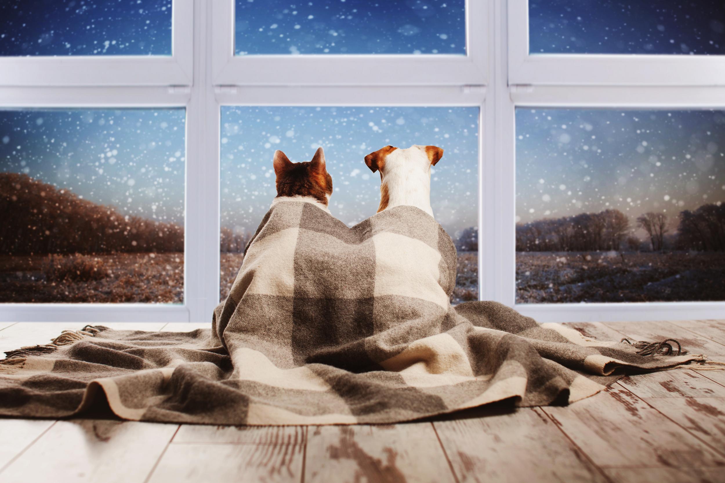 Cat and Dog Snuggled in Blanket Looking Out Window at Starry Sky