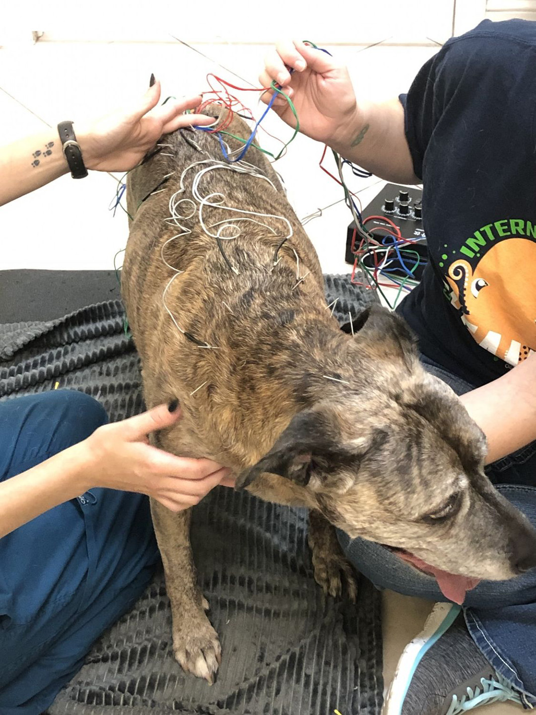 acupuncture dog 2