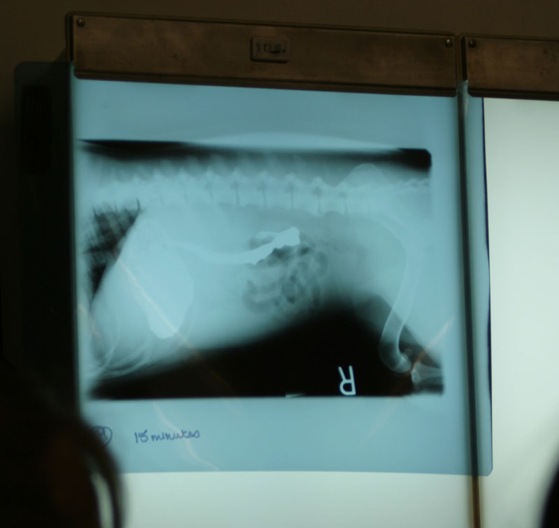 Radiology (X-Rays)