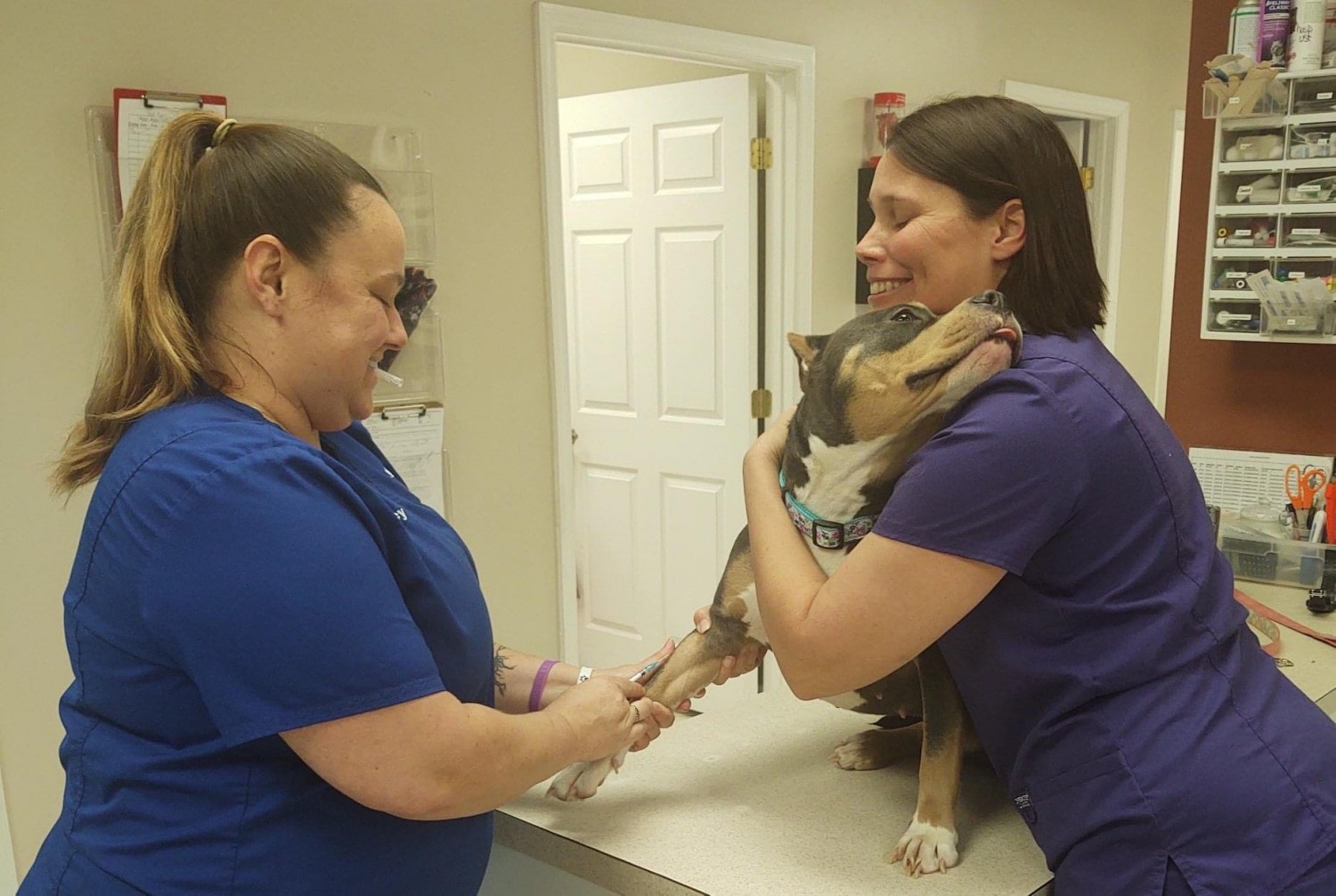 Wellness Care: Drawing Blood from Dog