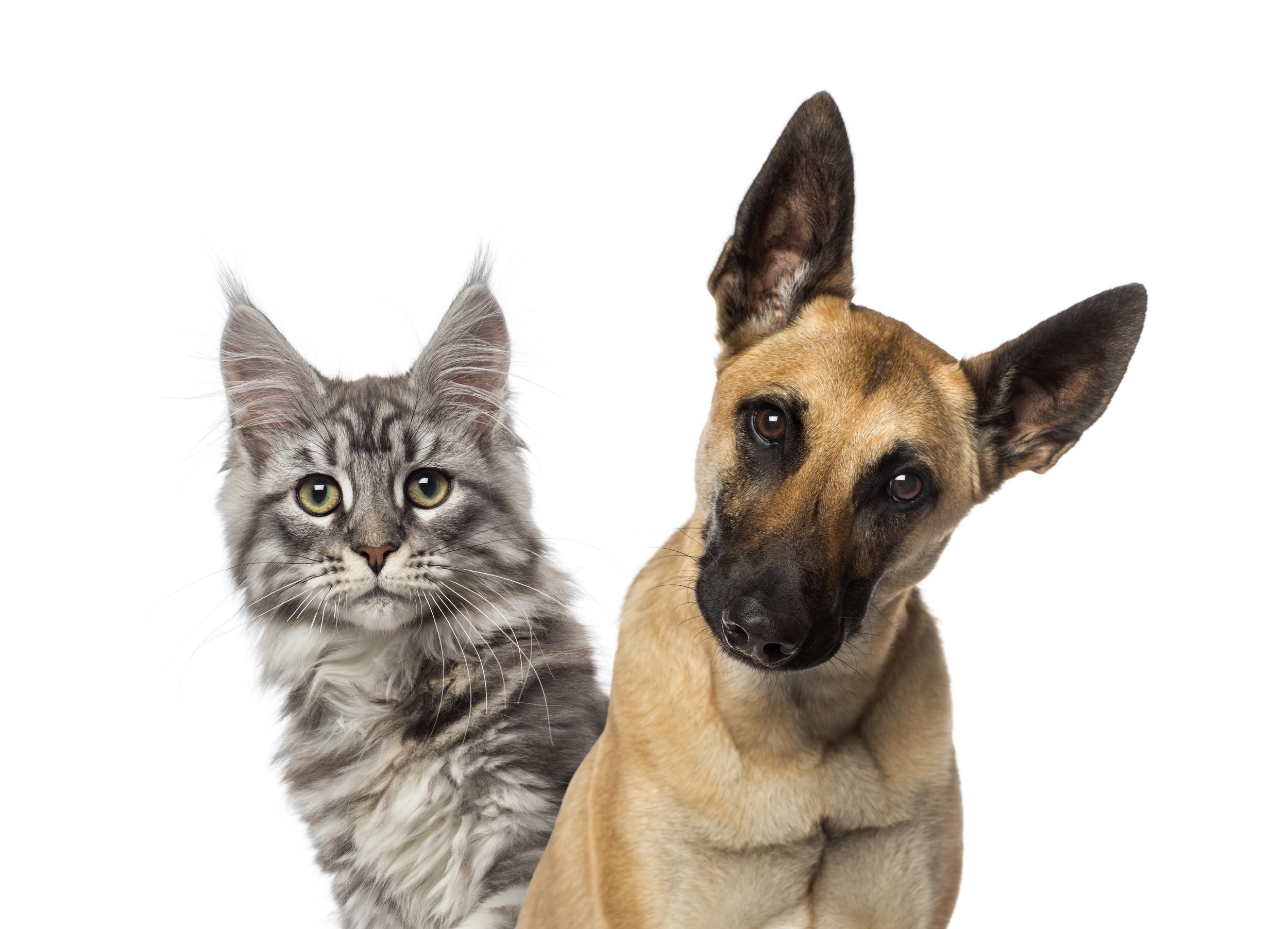 Belgian Shepherd Dog and a grey cat 