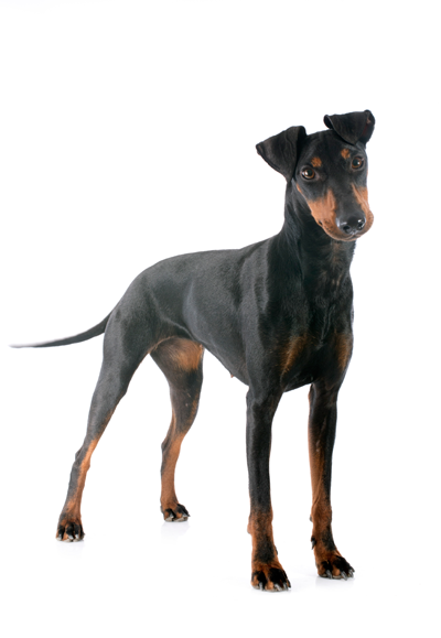 Doberman Dog