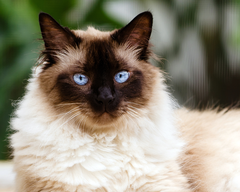 Siamese Cat