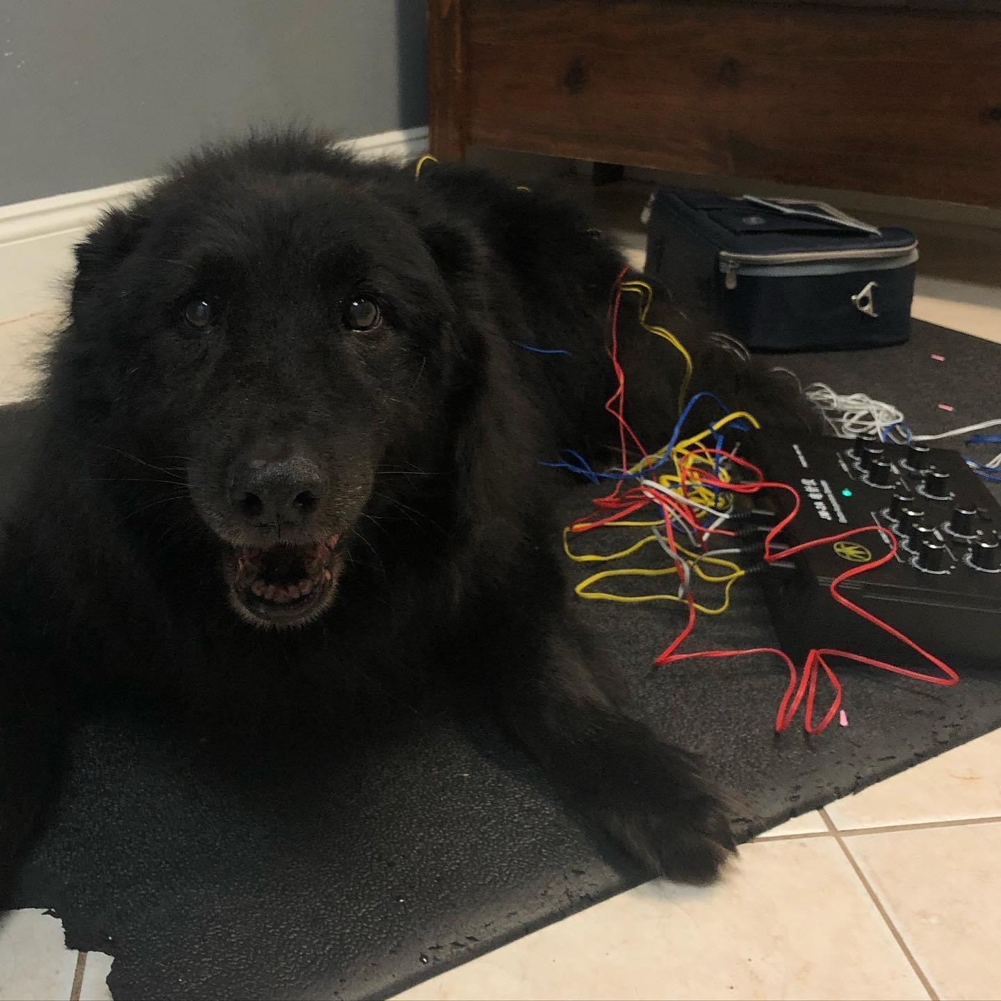 Dog getting Acupuncture Treatment